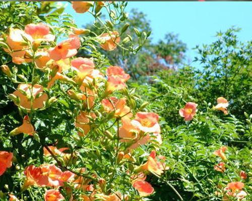 北方适合的藤本花卉（选择合适的藤本花卉打造北方美丽庭园）