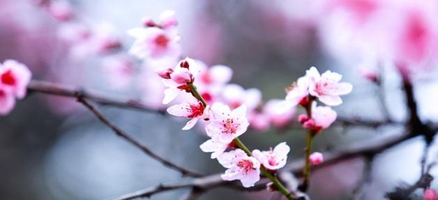 探秘桃花的神秘世界（桃花的形态、颜色、花语与传说）