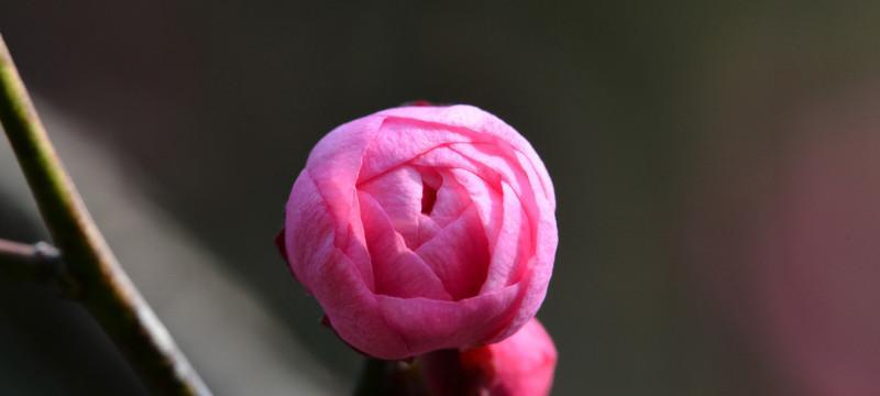 红梅开花时间及花期详解（红梅开花时间和花期的影响因素和鉴赏方法）