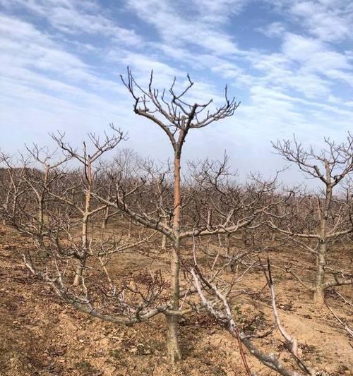 山楂树的适宜土壤种植条件（探究山楂树栽种所需土壤类型及特点）