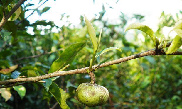 茶树果实的营养与价值（了解茶树有籽吗能吃吗的秘密，分享茶树果实的食用方式）