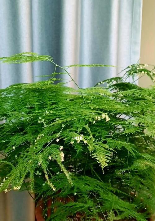 文竹开花频率与养护技巧（一年几次开花，如何促进开花期，专家推荐养护方法）