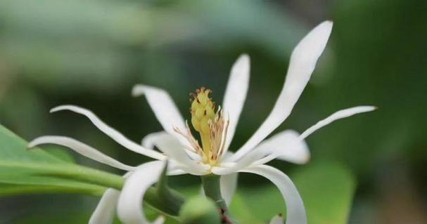 白兰花的养护与开花技巧（打造花期长、花色丰富的白兰花盆栽）