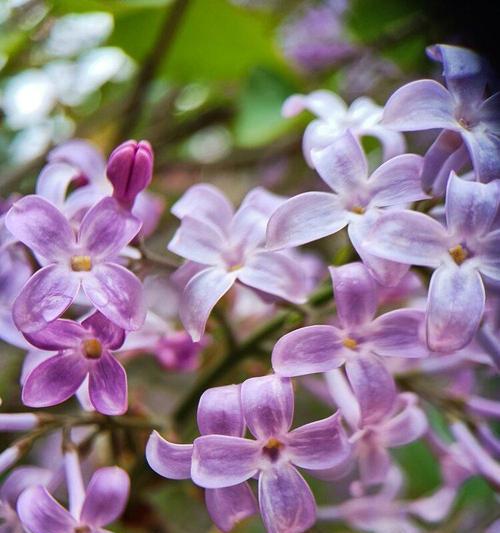 闻起来芬芳可人的丁香花，你了解吗？（探究丁香花的香味及其特点，让你爱上它的理由。）