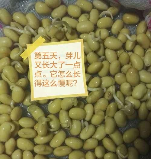 怎样快速发芽黄豆？（教你五种有效的黄豆发芽方法！）