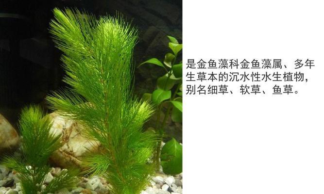 探秘常见藻类植物的奥秘（了解藻类植物的分类、特点和应用）