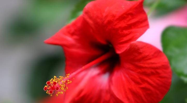 扶桑花，日本的国花（赏花文化的代表与历史文化的体现）