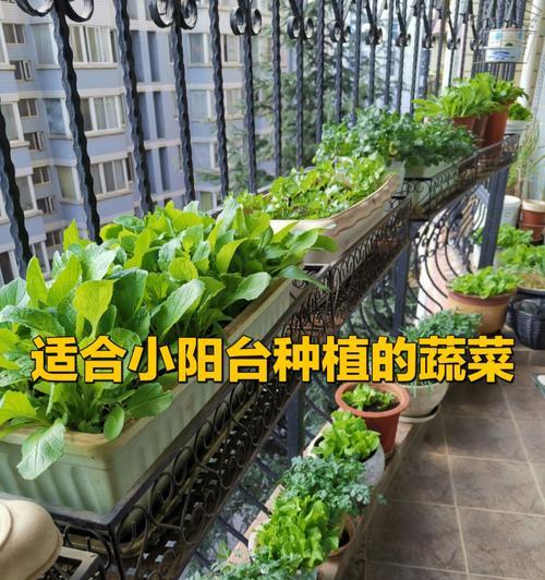 北面阳台蔬菜种植全攻略（打造自给自足的家庭菜园，从北面阳台开始）