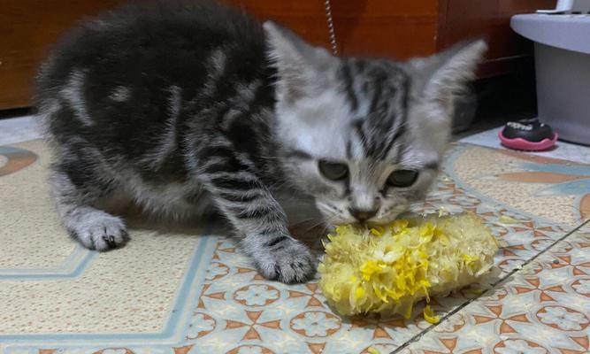 猫能否吃玉米？（探究猫咪饮食中的玉米成分以及是否适合作为宠物食物）