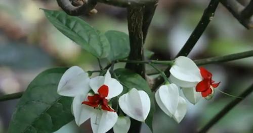 玉龙吐珠的花期与开花特点（一年开几次花？花期多长？品种特点解析）