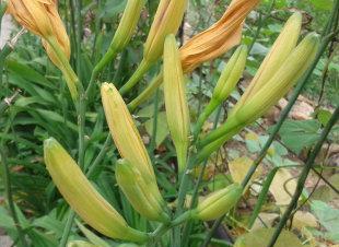 黄花菜种子的研究（探究黄花菜种子的形态和生长特点）