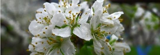 如何修剪春雨变得更加美丽（以修剪为手段让春雨更加精致）