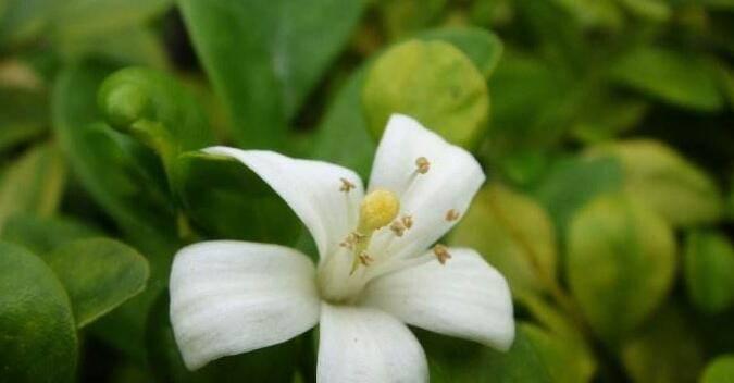 九里香促花方法与人工催花技巧（掌握这些技巧，让你的九里香花园更美丽）