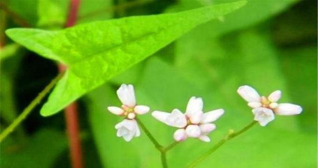 苹果的花序类型——伞状花序（探秘苹果的花朵和果实）