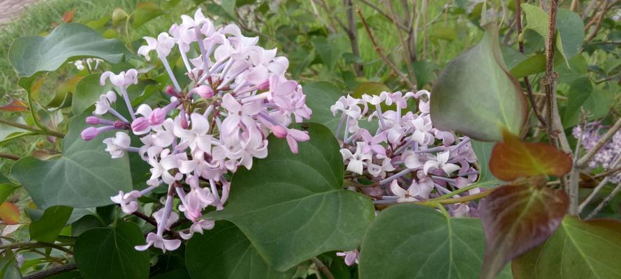 家里可以种丁香花吗？（如何在家中种植丁香花）