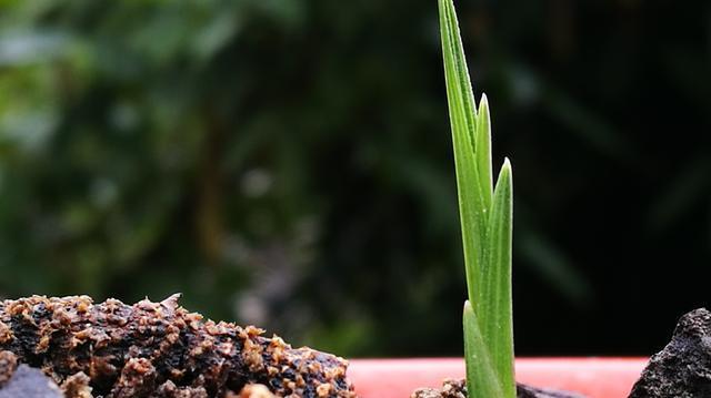 下山兰的上盆时间和养护方法（如何让你的下山兰茁壮成长）