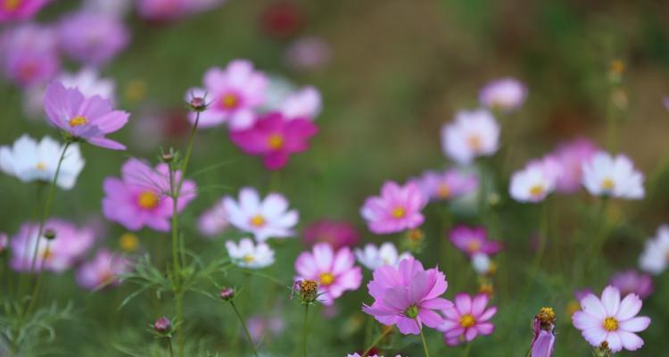 微笑花语的掌握与解读（探寻微笑主题花卉的传情之道）