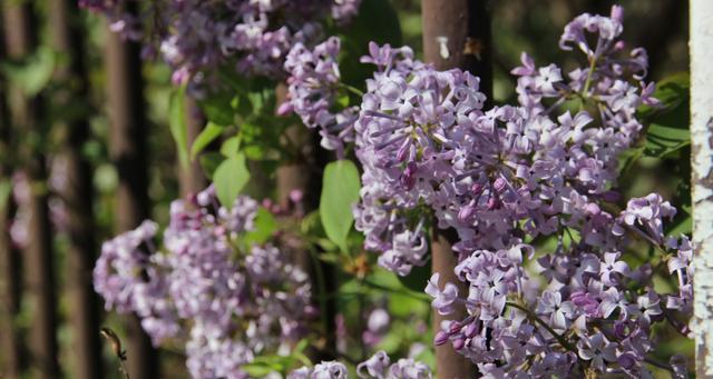 丁香花（探究丁香花四季开花的原因和特点）