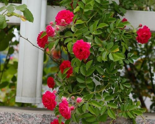 庭院冬季开花的花卉大（发现不一样的冬季美景，让庭院不再寂寞）