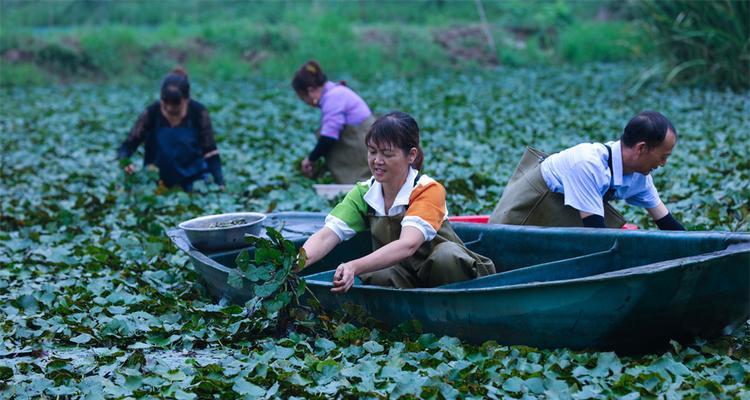 菱角上市时间及收获期介绍（了解菱角成熟收获时间，轻松掌握种植要点）