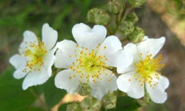 茶蘼的花语及其深刻含义（探寻茶蘼在文化传统中的重要地位）