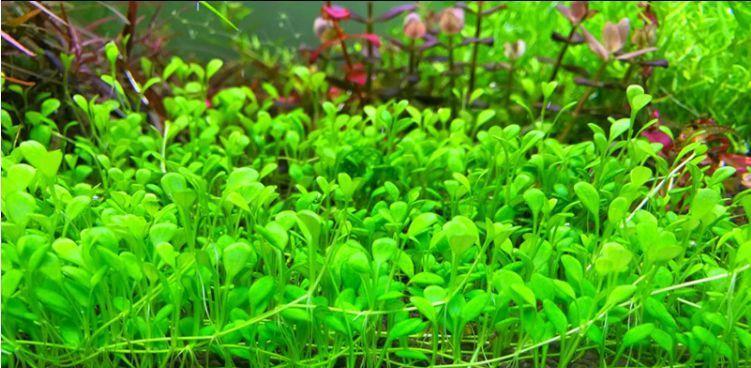 水草植物大全（海洋、淡水、湿地中的水草植物种类及特征）