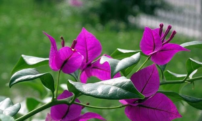 三角梅和叶子花的区别（从花形、花朵数量、叶子特征、栽培方式等方面比较）