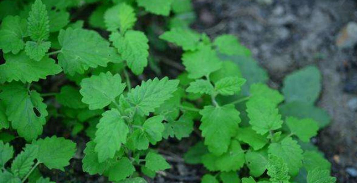 驱虫植物大全（15种能够排除害虫的绿色良方）