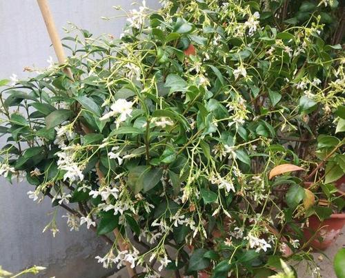 风车茉莉的开花时节（探究风车茉莉开花的时间及其特点）