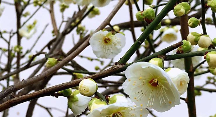 白梅的开花时间（一年四季，白梅开花时）