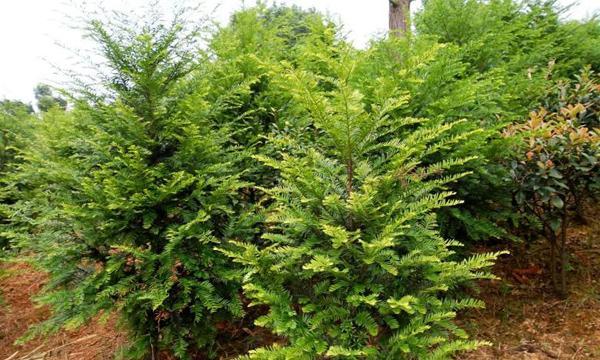 红豆杉配土方法与种植土壤（了解红豆杉的特性，为它们选择最适宜的土壤）