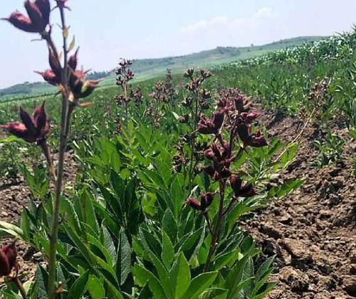 苍珠种植指南（时间、方法与技巧）