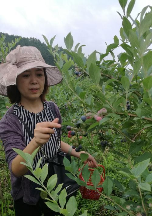 麻江蓝莓成熟期及采摘技巧（掌握成熟期，享受美味，走进蓝莓之都）