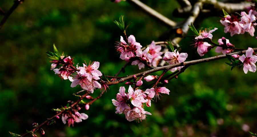 桃树花的色彩奇观（探秘桃树花的五彩斑斓）