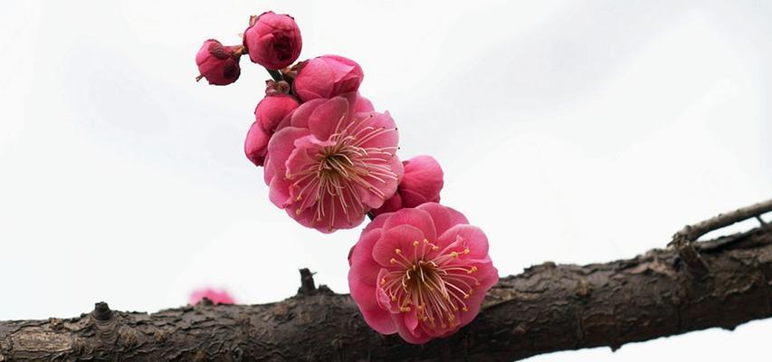 红梅开花时间及花期详解（冬季的美丽，红梅开花让你心驰神往）