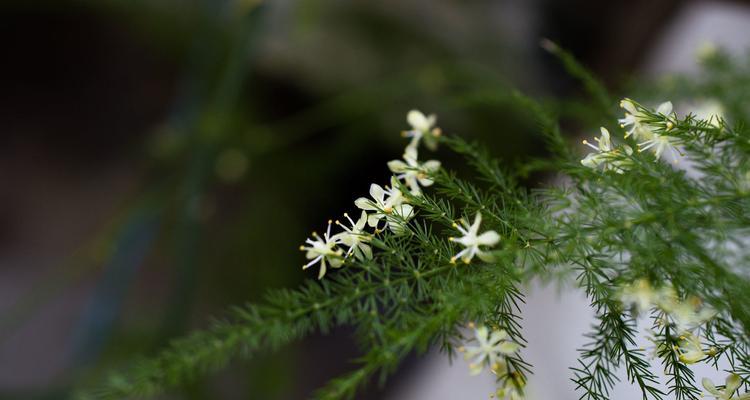 文竹开花的条件与方法（从生长环境到养护技巧，了解文竹开花的一切）