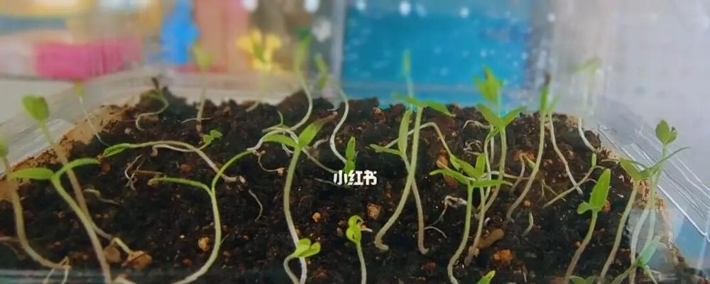 番茄种子发芽全过程（探究番茄种子发芽的关键因素及实用技巧）