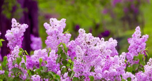 丁香花的芳香之美（探寻丁香花香气的奥秘）