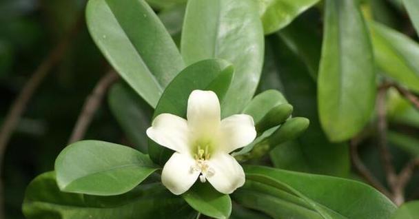 非洲茉莉冬季养护指南（冬季如何让你的非洲茉莉健康生长）
