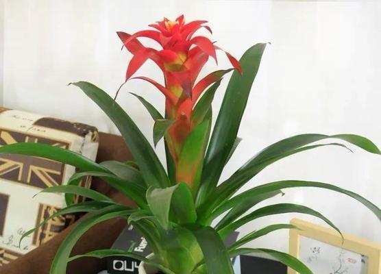 鸿运当头，好养活的秘诀（掌握这个，财源滚滚来）