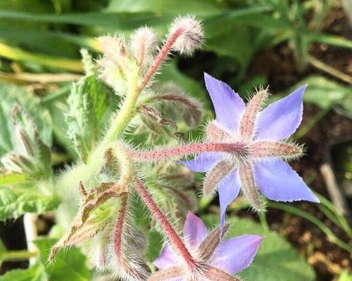 共生植物——生物之间的默契（探究共生植物的种类和特点，认识它们在自然界中的重要性）