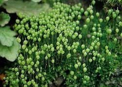 苔藓是室内植物好选择吗？（苔藓的毒性、适应环境与养护技巧）