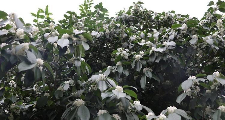 大吴风草花期一览（探秘大吴风草的美丽花季，了解花期时间和品种特点）