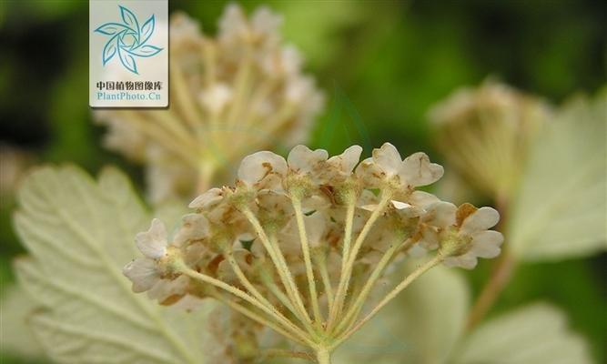 探究苹果的花序类型——伞状花序（苹果花序的特点、组成及分类）