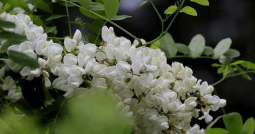 槐花树开花的季节和月份（探秘槐花树开花规律，了解槐花的美丽与神奇）