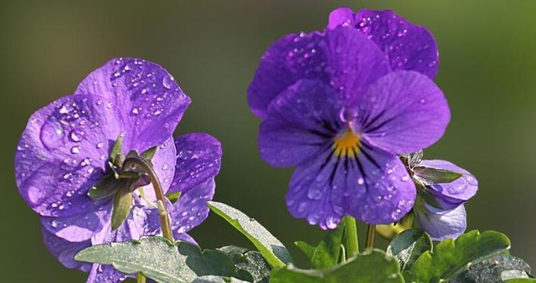 春季开花的花卉盛宴（探秘春季花卉的奇妙世界）