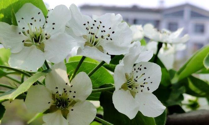 探讨桃花是否为两性花（解析桃花的性别特征及其繁殖方式）