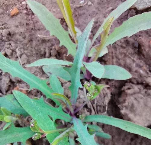 苦菜，一种常见的野菜（了解苦菜的外形、营养和药用价值）