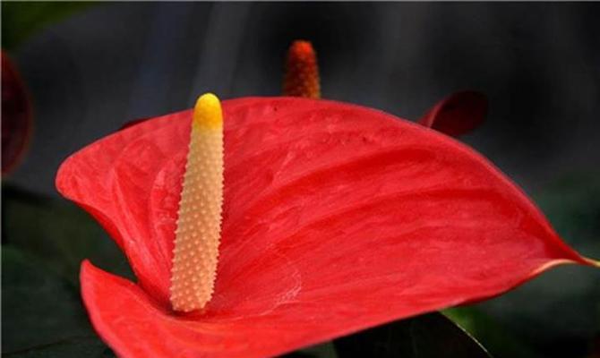 红掌催花的时间和方法（轻松掌握催花技巧，让红掌绽放无限美丽）