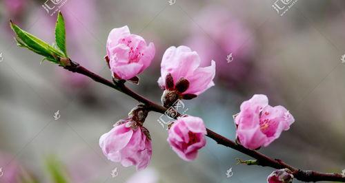 樱桃树的花色（探秘樱桃树花的颜色与特点）